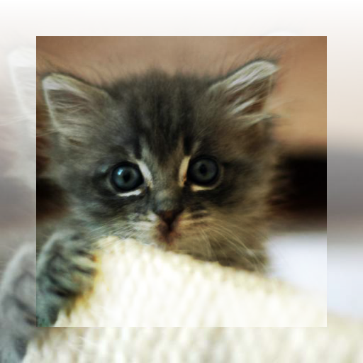 Output image from above workflow, with one kitten image overlaid onto another kitten image