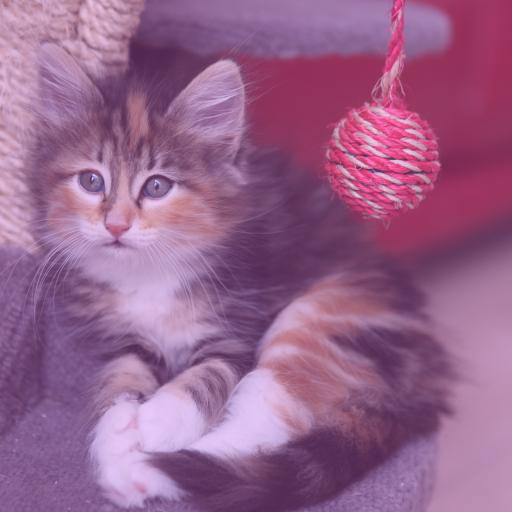 Output image of a kitten with a purple overlay from above workflow